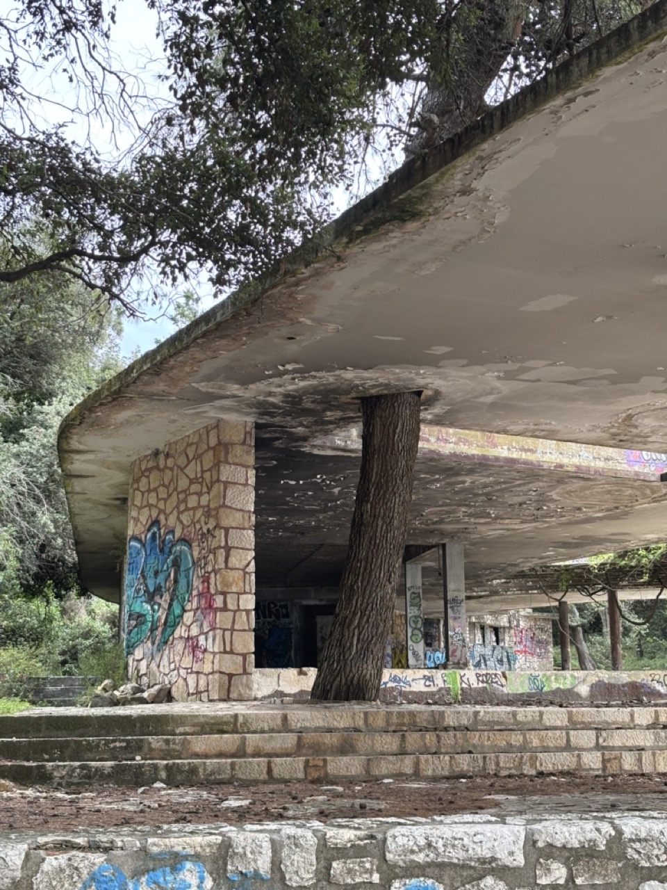 Tree penetrates roof